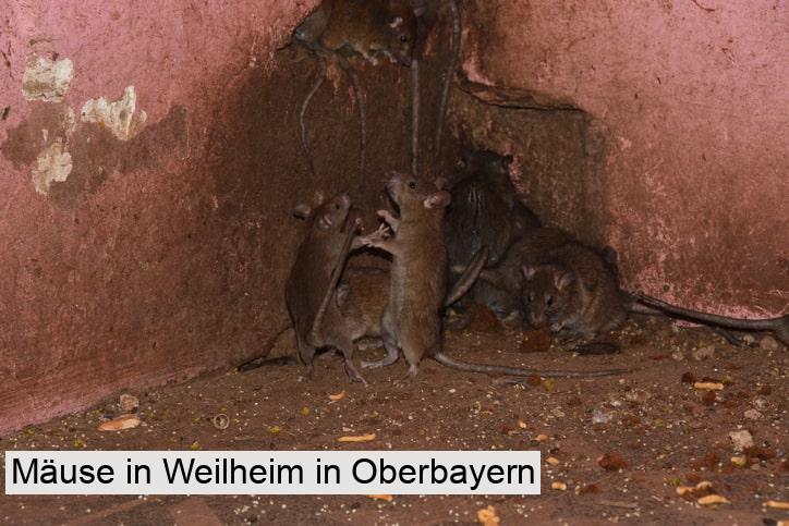 Mäuse in Weilheim in Oberbayern